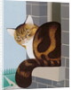 Cat on a Window Sill by Joan Freestone