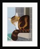 Cat on a Window Sill by Joan Freestone