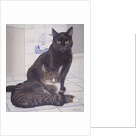 Stray and Daisie in the Kitchen by Joan Freestone