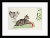 Two Kittens by Joan Freestone