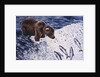 Alaskan Brown Bear, 2002 by Joe Heaps Nelson