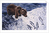 Alaskan Brown Bear, 2002 by Joe Heaps Nelson
