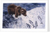 Alaskan Brown Bear, 2002 by Joe Heaps Nelson