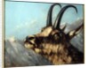 Head Of Chamois, 19th century by Gustave Courbet