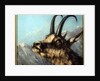 Head Of Chamois, 19th century by Gustave Courbet