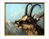 Head Of Chamois, 19th century by Gustave Courbet