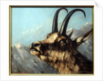 Head Of Chamois, 19th century by Gustave Courbet