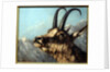 Head Of Chamois, 19th century by Gustave Courbet