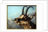 Head Of Chamois, 19th century by Gustave Courbet