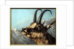 Head Of Chamois, 19th century by Gustave Courbet