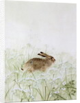 Rabbit by Jane Neville