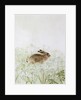 Rabbit by Jane Neville