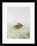 Rabbit by Jane Neville