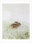 Rabbit by Jane Neville