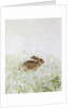 Rabbit by Jane Neville