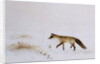 Fox in Snow by Jane Neville