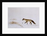 Fox in Snow by Jane Neville
