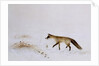Fox in Snow by Jane Neville