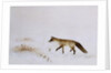 Fox in Snow by Jane Neville