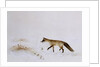 Fox in Snow by Jane Neville