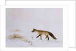 Fox in Snow by Jane Neville