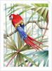 Parrot, 2008 by Jenny Barnard