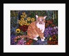 The Carpenter's Cat by Hilary Jones