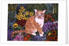 The Carpenter's Cat by Hilary Jones