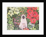 Poinsettias by Hilary Jones