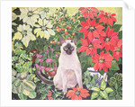Poinsettias by Hilary Jones