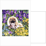 Wilma by Hilary Jones