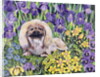 Peke in the Flower Bed by Hilary Jones