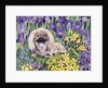 Peke in the Flower Bed by Hilary Jones