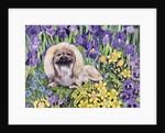 Peke in the Flower Bed by Hilary Jones