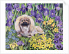 Peke in the Flower Bed by Hilary Jones