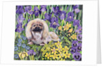 Peke in the Flower Bed by Hilary Jones