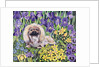 Peke in the Flower Bed by Hilary Jones