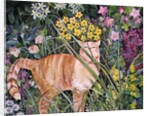 Cat and Long Grass, 1996 by Hilary Jones
