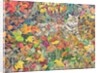 Tabby in Autumn, 1996 by Hilary Jones