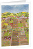 Allotments by Judy Joel