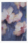 Hibiscus, apricot by Karen Armitage