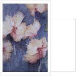 Hibiscus, apricot by Karen Armitage