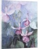 Fuschia, pink coachman by Karen Armitage