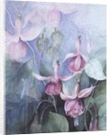 Fuschia, pink coachman by Karen Armitage