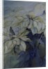 White Poinsettia by Karen Armitage