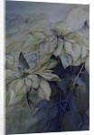 White Poinsettia by Karen Armitage