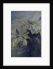 White Poinsettia by Karen Armitage