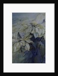 White Poinsettia by Karen Armitage