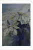 White Poinsettia by Karen Armitage
