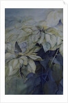 White Poinsettia by Karen Armitage